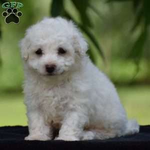 Jared, Bichon Frise Puppy